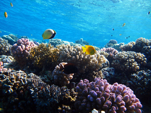 Impactul Protecției Solare asupra Biodiversității Marine